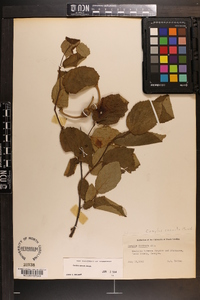 Corylus cornuta image