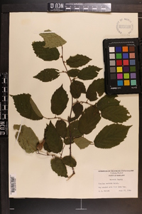 Corylus cornuta image