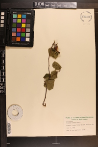 Corylus cornuta image