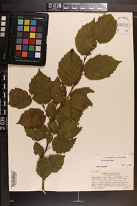 Corylus cornuta image