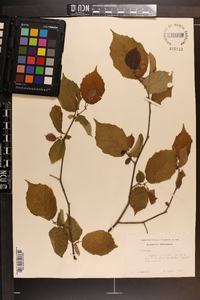 Corylus cornuta image