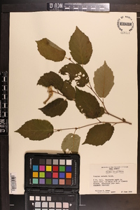 Corylus cornuta image