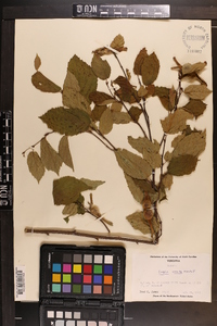 Corylus cornuta image