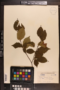 Corylus cornuta image