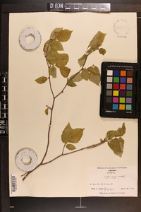 Corylus cornuta image