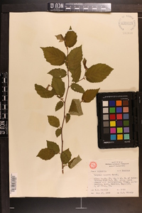 Corylus cornuta image