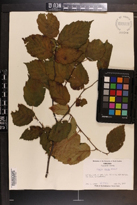 Corylus cornuta image