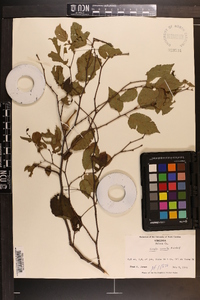 Corylus cornuta image