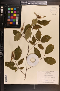 Corylus cornuta image