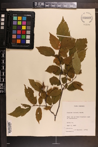 Corylus cornuta image