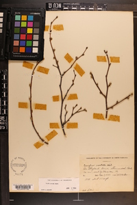 Corylus cornuta image