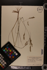 Eragrostis nutans image