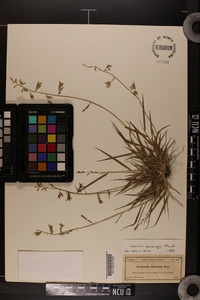 Eragrostis cumingii image