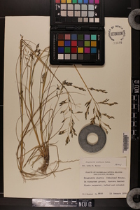 Eragrostis scaligera image
