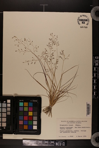 Eragrostis tracyi image