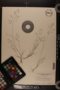 Eragrostis tracyi image