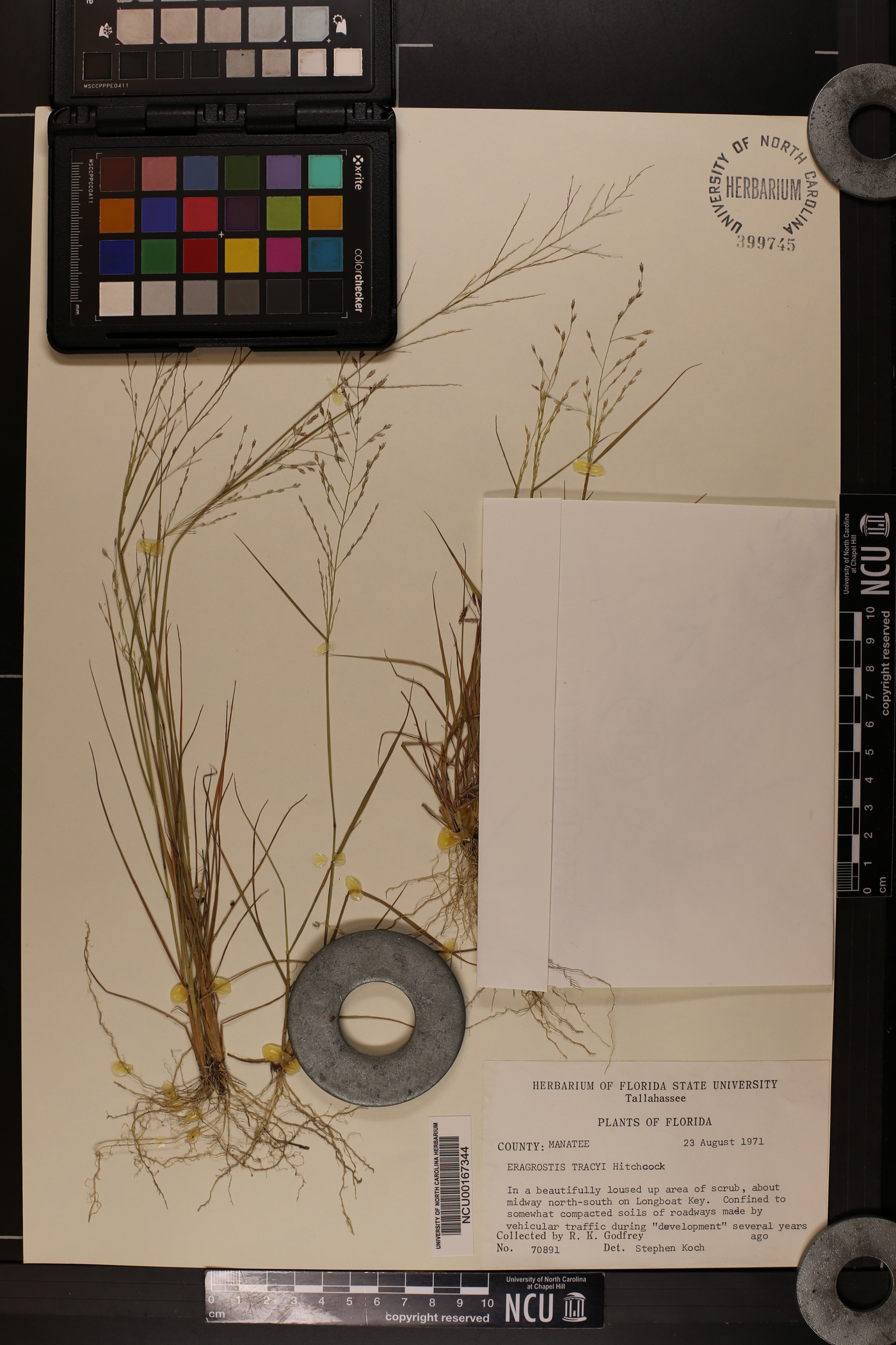 Eragrostis tracyi image