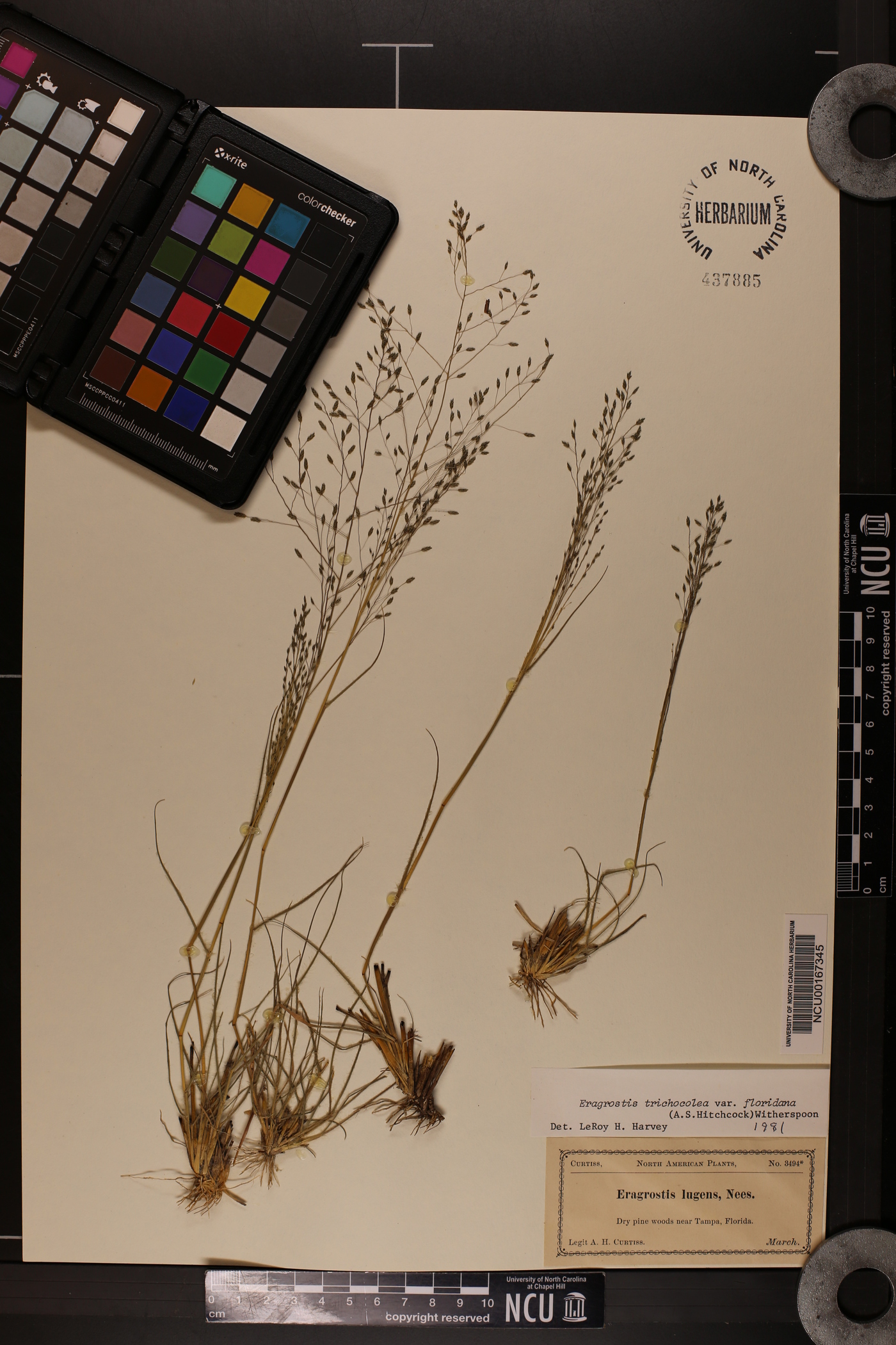 Eragrostis trichocolea image