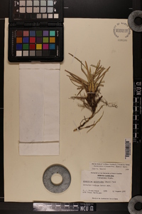 Eremochloa ophiuroides image