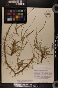 Eremochloa ophiuroides image