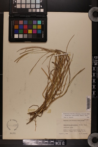 Eremochloa ophiuroides image