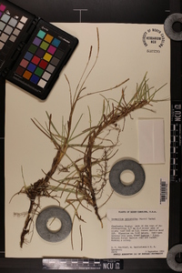 Eremochloa ophiuroides image