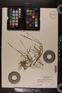 Eremochloa ophiuroides image