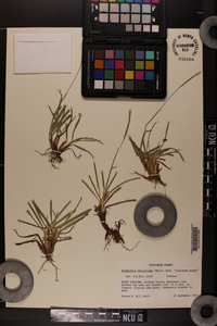 Eremochloa ophiuroides image