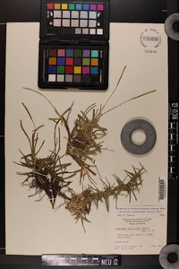 Eremochloa ophiuroides image