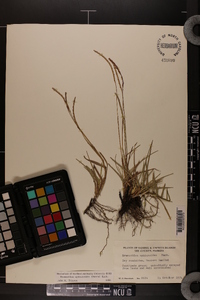 Eremochloa ophiuroides image