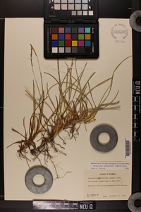 Eremochloa ophiuroides image