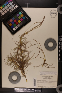 Eremochloa ophiuroides image