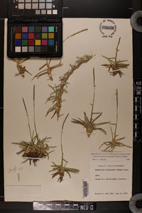 Eremochloa ophiuroides image