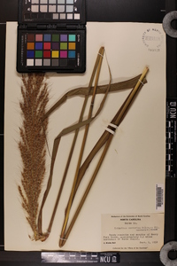 Saccharum brevibarbe var. contortum image