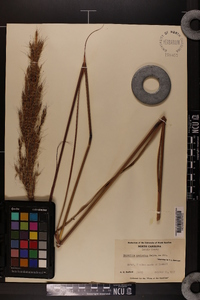 Saccharum brevibarbe image