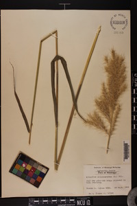 Saccharum alopecuroides image