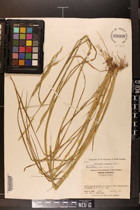 Eriochloa contracta image