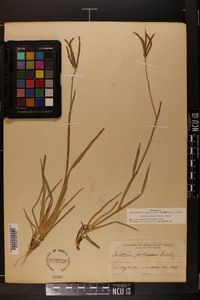 Eustachys petraea image