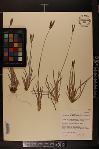 Eustachys petraea image