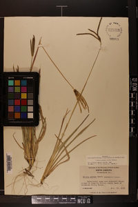 Eustachys petraea image