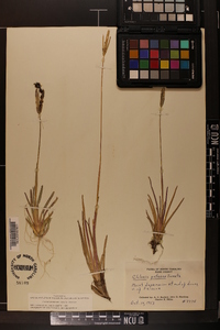 Eustachys petraea image