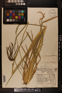 Eustachys glauca image