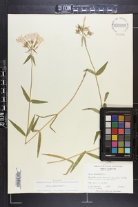 Phlox glaberrima image