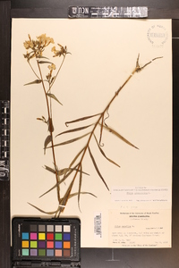 Phlox glaberrima image