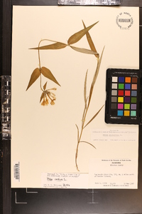 Phlox glaberrima image