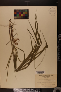 Chasmanthium sessiliflorum image