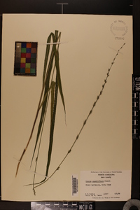 Chasmanthium sessiliflorum image