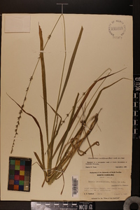 Chasmanthium sessiliflorum image