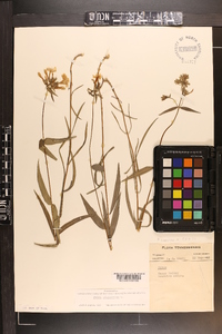 Phlox glaberrima image