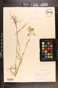 Phlox glaberrima image